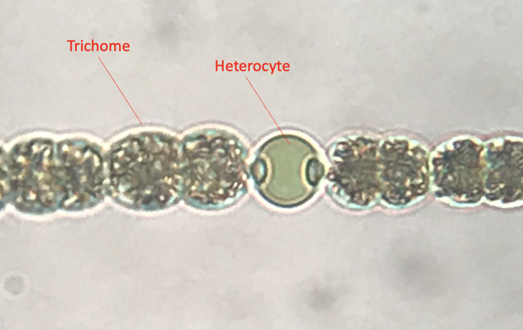 Nostocophycidae