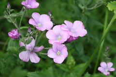 Linum hypericifolium