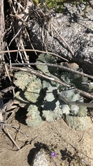 Atrichoseris platyphylla