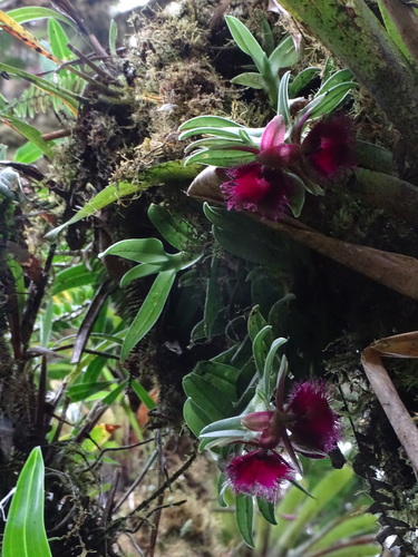 Epidendrum medusae, photograph 1