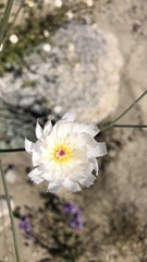 Atrichoseris platyphylla
