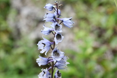Delphinium speciosum
