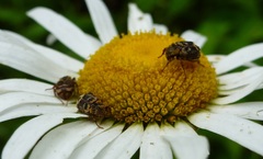 Valgus canaliculatus