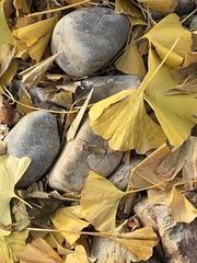 Ginkgo biloba