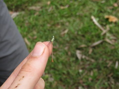 Leptobasis vacillans