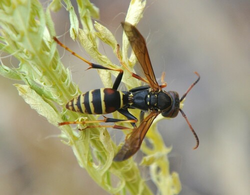 Hunter's Little Paper Wasp