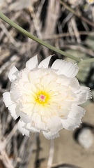 Atrichoseris platyphylla