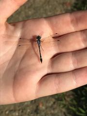 Micrathyria pseudeximia