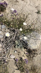 Atrichoseris platyphylla