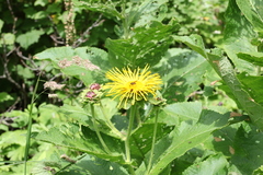 Inula magnifica