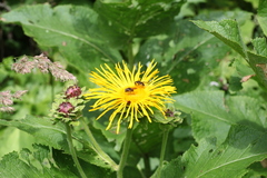 Inula magnifica