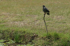 Rostrhamus sociabilis