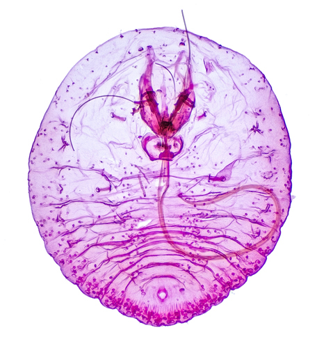 Gomezmenoraspis pinicola