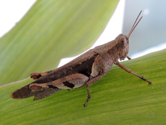 Xenocatantops dirshi