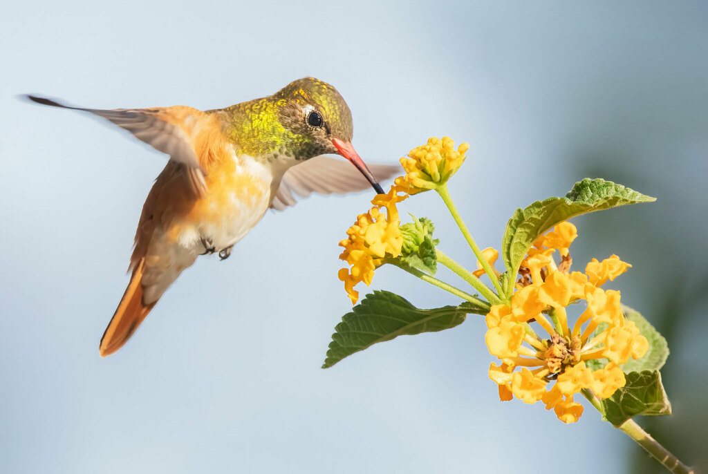 Amazilia Hummingbird photo