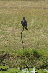 Rostrhamus sociabilis