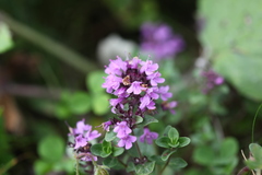 Thymus praecox