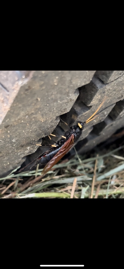 California Horntail