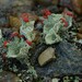 Cladonia pleurota - Photo (c) Hans, μερικά δικαιώματα διατηρούνται (CC BY-NC), uploaded by Hans