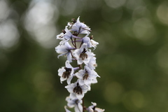 Delphinium speciosum