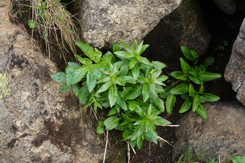 Macropodium nivale, photograph 5