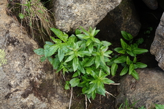 Macropodium nivale, photograph Oleg Kosterin, CC BY, iNaturalist via GBIF