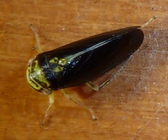 Oncopsis variabilis