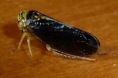 Oncopsis variabilis