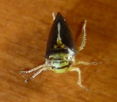 Oncopsis variabilis