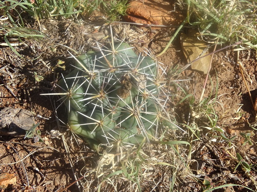 Coryphantha ottonis