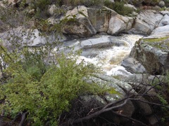 Ribes indecorum