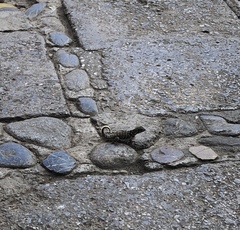 Leiocephalus carinatus