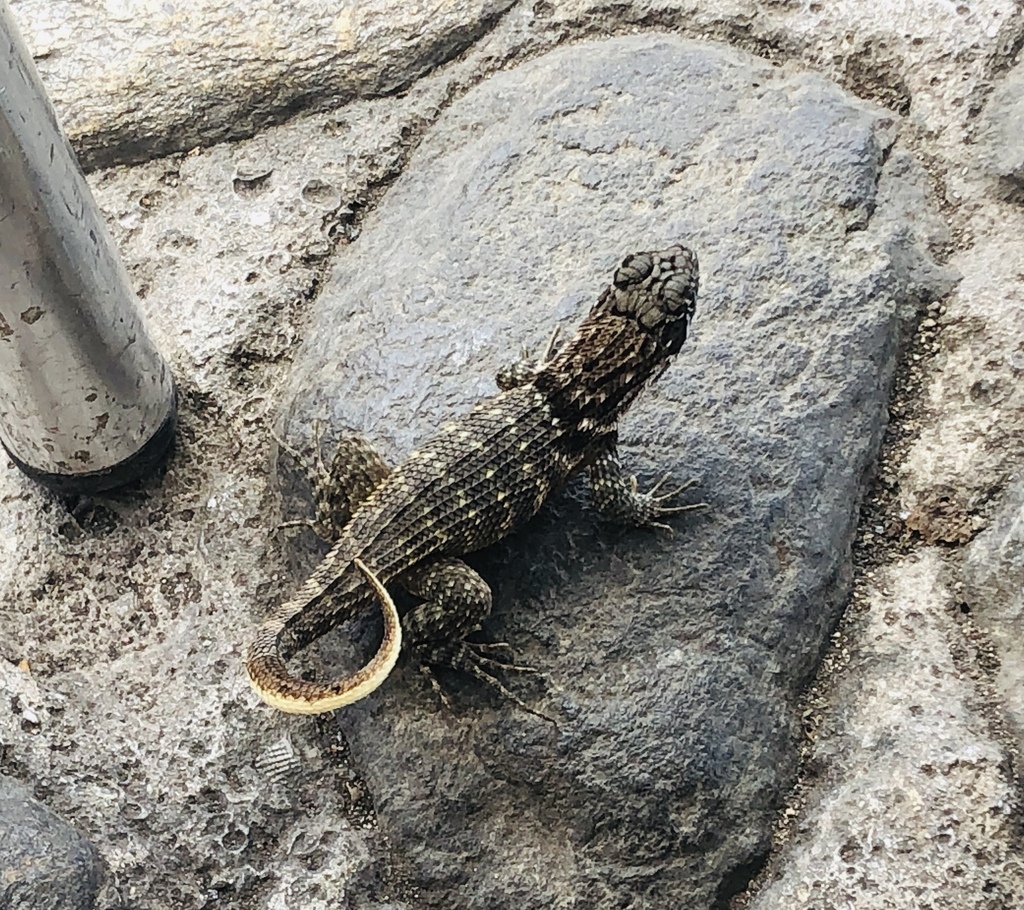 Northern Curly-tailed Lizard from Trinidad y Valle de los Ingenios ...