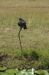 Rostrhamus sociabilis