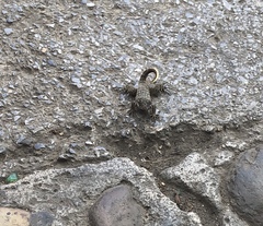 Leiocephalus carinatus