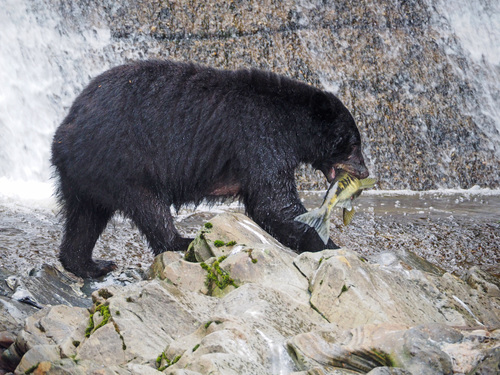 American Black Bear photographed in Alaska