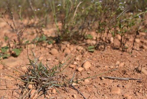 Digitaria mollicoma iNat (2)