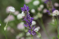 Asyneuma campanuloides