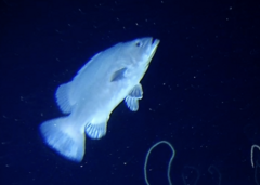 Wreckfish photo 3