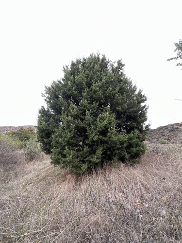 Image of Hesperocyparis forbesii by no rights reserved