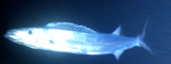 Silver Gemfish photo 2