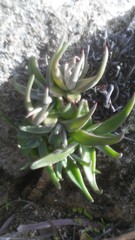 Dudleya abramsii abramsii