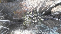 Dudleya abramsii abramsii