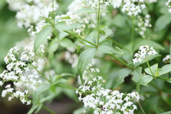 Galium valantioides
