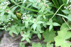Galium valantioides