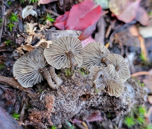 Arrhenia latispora