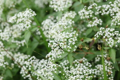 Galium valantioides