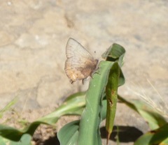 Callophrys augustinus iroides