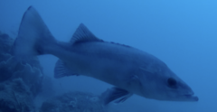 Hapuku Wreckfish photo 2