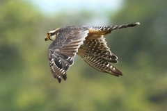 Falco femoralis image